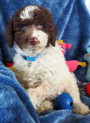 labradoodle puppy