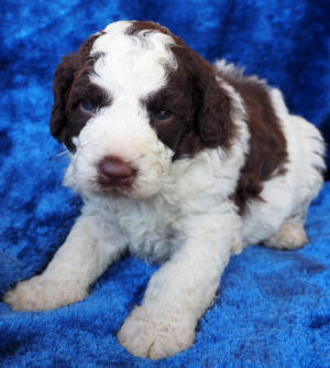 labradoodle puppy