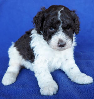 labradoodle puppy