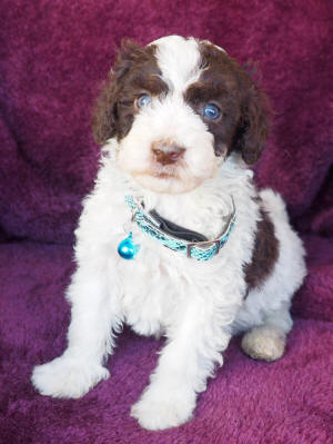 labradoodle puppy