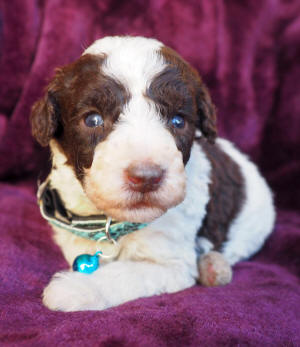 labradoodle puppy