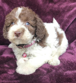 labradoodle puppy