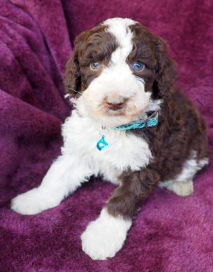 labradoodle puppy