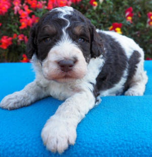 labradoodle puppy