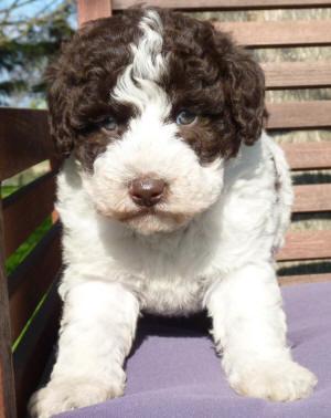 labradoodle puppy