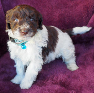 labradoodle puppy