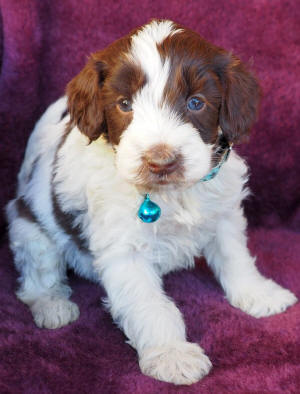 labradoodle puppy