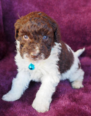 labradoodle puppy