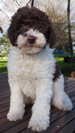 labradoodle puppy