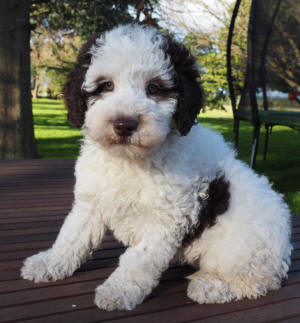 labradoodle puppy