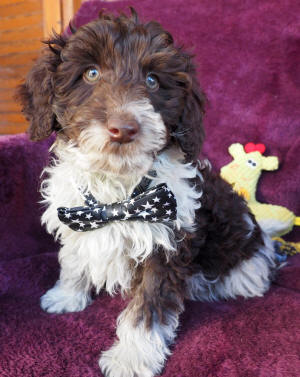 labradoodle puppy