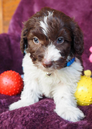 labradoodle puppy