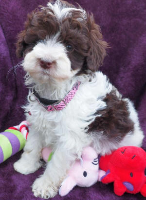 labradoodle puppy