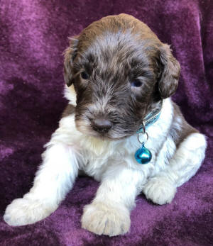 labradoodle puppy