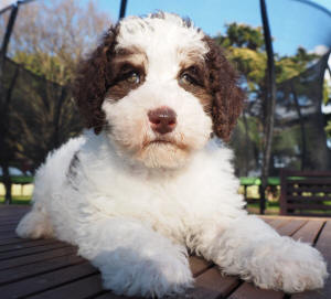 labradoodle puppy