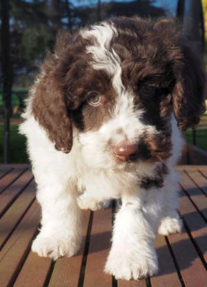 labradoodle puppy