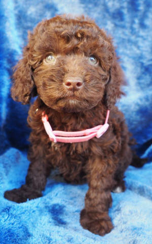 labradoodle puppy