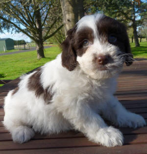 labradoodle puppy