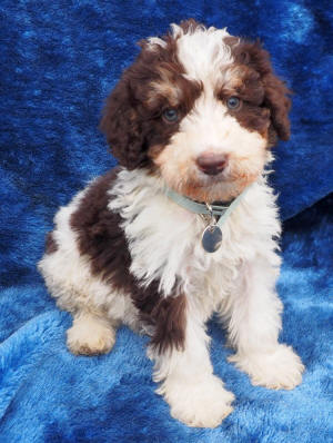 labradoodle puppy