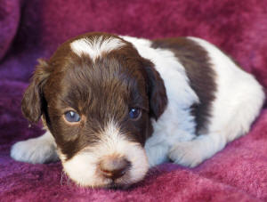 labradoodle puppy