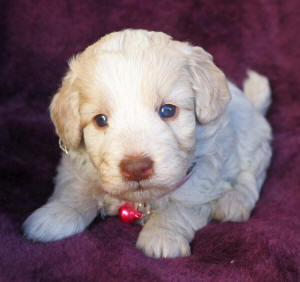 labradoodle puppy