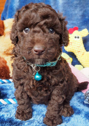 labradoodle puppy