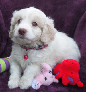 labradoodle puppy