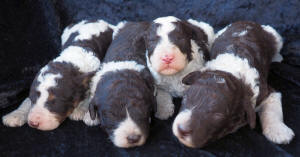 labradoodle puppy