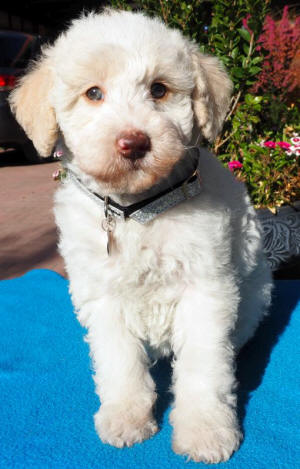 labradoodle puppy