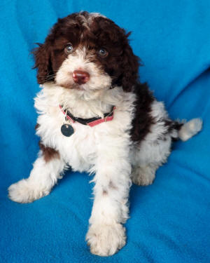 labradoodle puppy