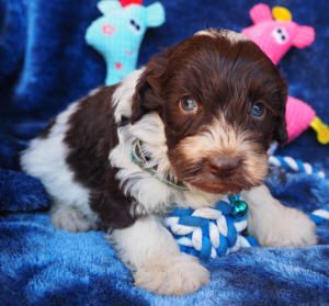 labradoodle puppy