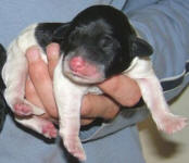 Parti Labradoodle Puppy, Black and White