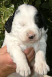 Parti Labradoodle Puppy, Black and White