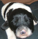 Parti Labradoodle Puppy, Black and White