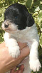 Parti Labradoodle Puppy, Black and White