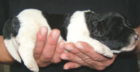 Parti Labradoodle Puppy, Black and White