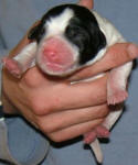 Parti Labradoodle Puppy, Black and White