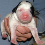 Parti Labradoodle Puppy, Black and White