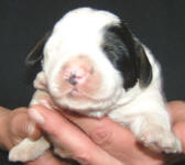 Parti Labradoodle Puppy, Black and White