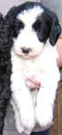 Parti Labradoodle Puppy, Black and White