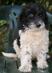 Parti Labradoodle Puppy, Black and White