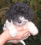 Parti Labradoodle Puppy, Black and White