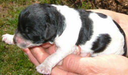 Parti Labradoodle Puppy, Black and White