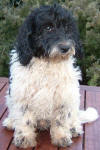 Parti Labradoodle Puppy, Black and White