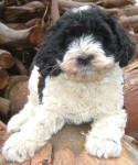 Parti Labradoodle Puppy, Black and White