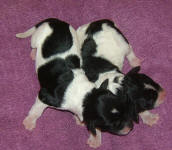 Parti Labradoodle Puppies, Black and White