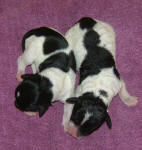 Parti Labradoodle Puppies, Black and White