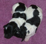 Parti Labradoodle Puppies, Black and White