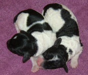 Parti Labradoodle Puppies, Black and White