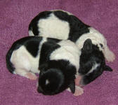 Parti Labradoodle Puppies, Black and White